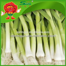 HOT sale super garlic sprouts net bag for garlic sprouts garlic specification